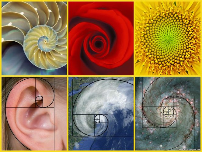 Fibonacci golden ratio